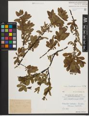 Foto von Salix waldsteiniana Willd.